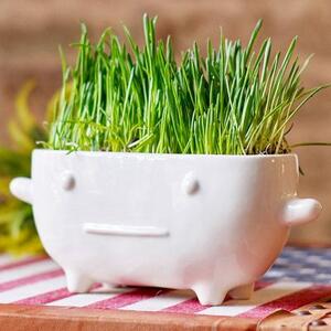 Набор для выращивания Eco Буль