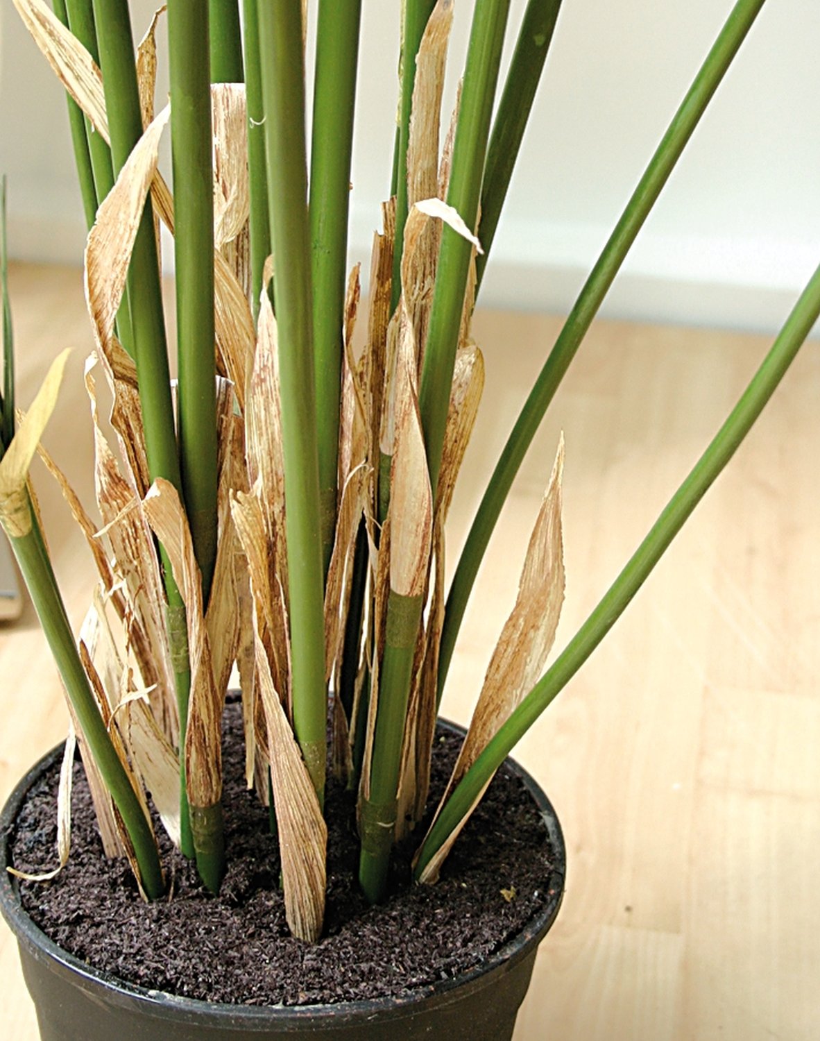 5722 883 a3 Пластиковая трость для бумаги, в горшке, 150 см, зеленая H-andreas 