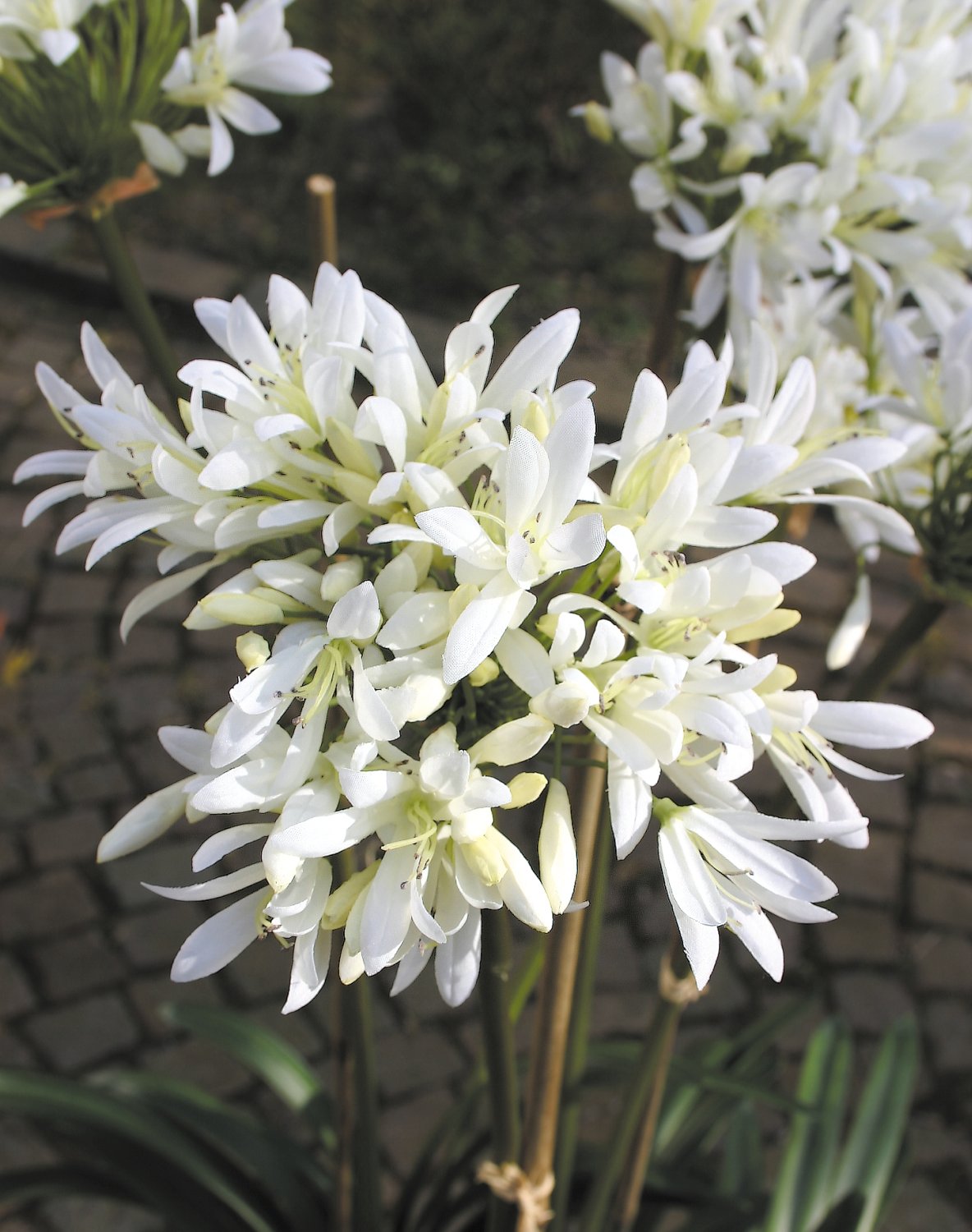 2935 778 a3 Искусственный агапантус, 110см, в горшке, кремово-белый H-andreas  - Вид №3