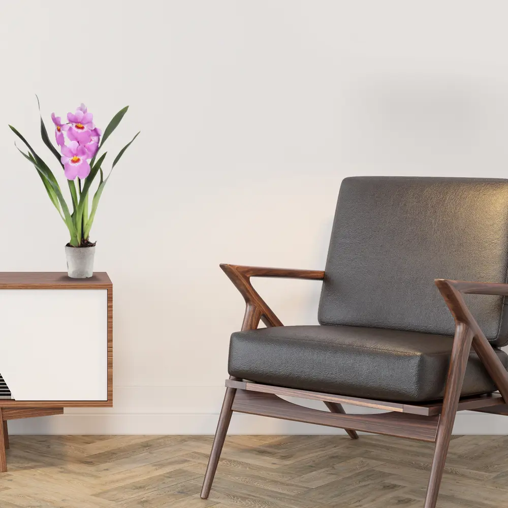 Santreyd Орхидея Мильтония - нежные цветы-бабочки для интерьера 82046465 STLM-0018333 - Вид №2