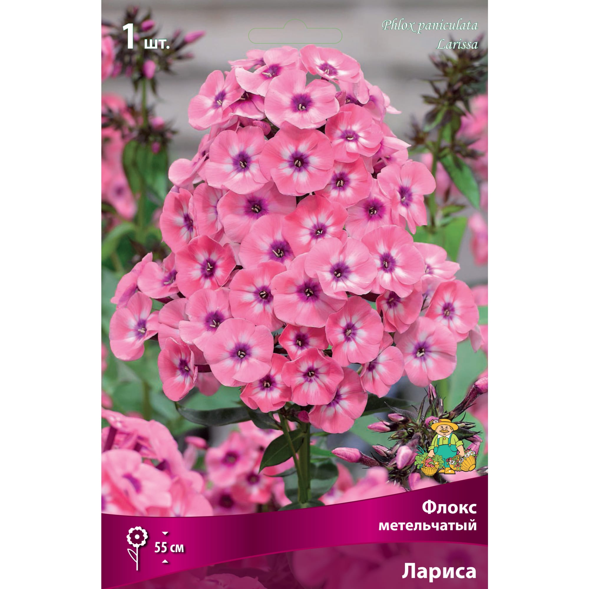 88294967 Флокс метельчатый Лариса луковица I Santreyd 