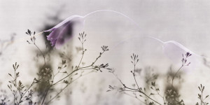 Обои с цветочными мотивами