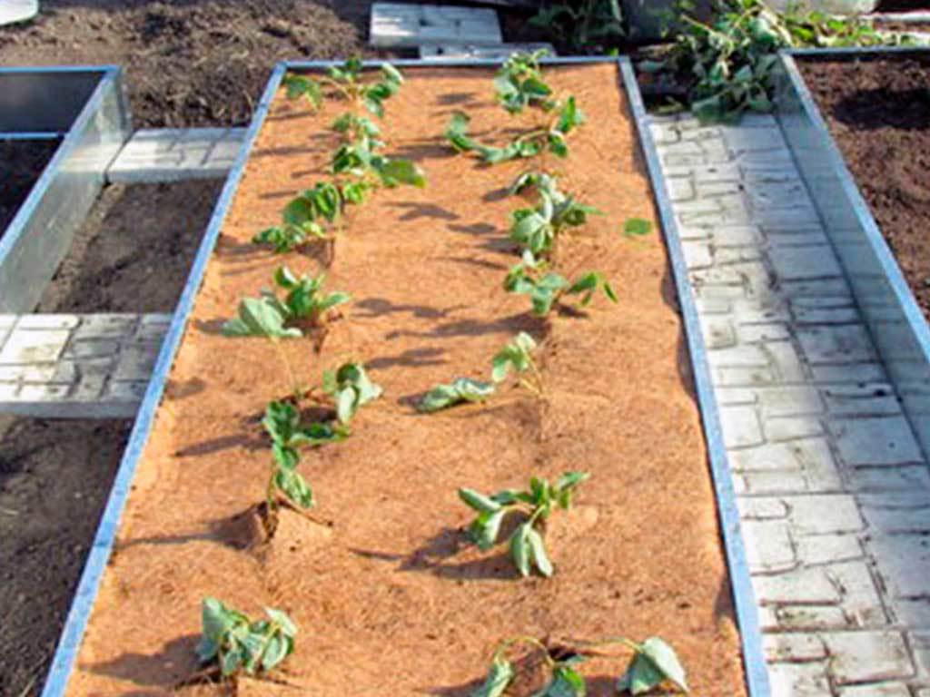 Мульча кокосовая Мульчаграм 0,75x6 м ГеоПластБорд GPBST-237 - Вид №8