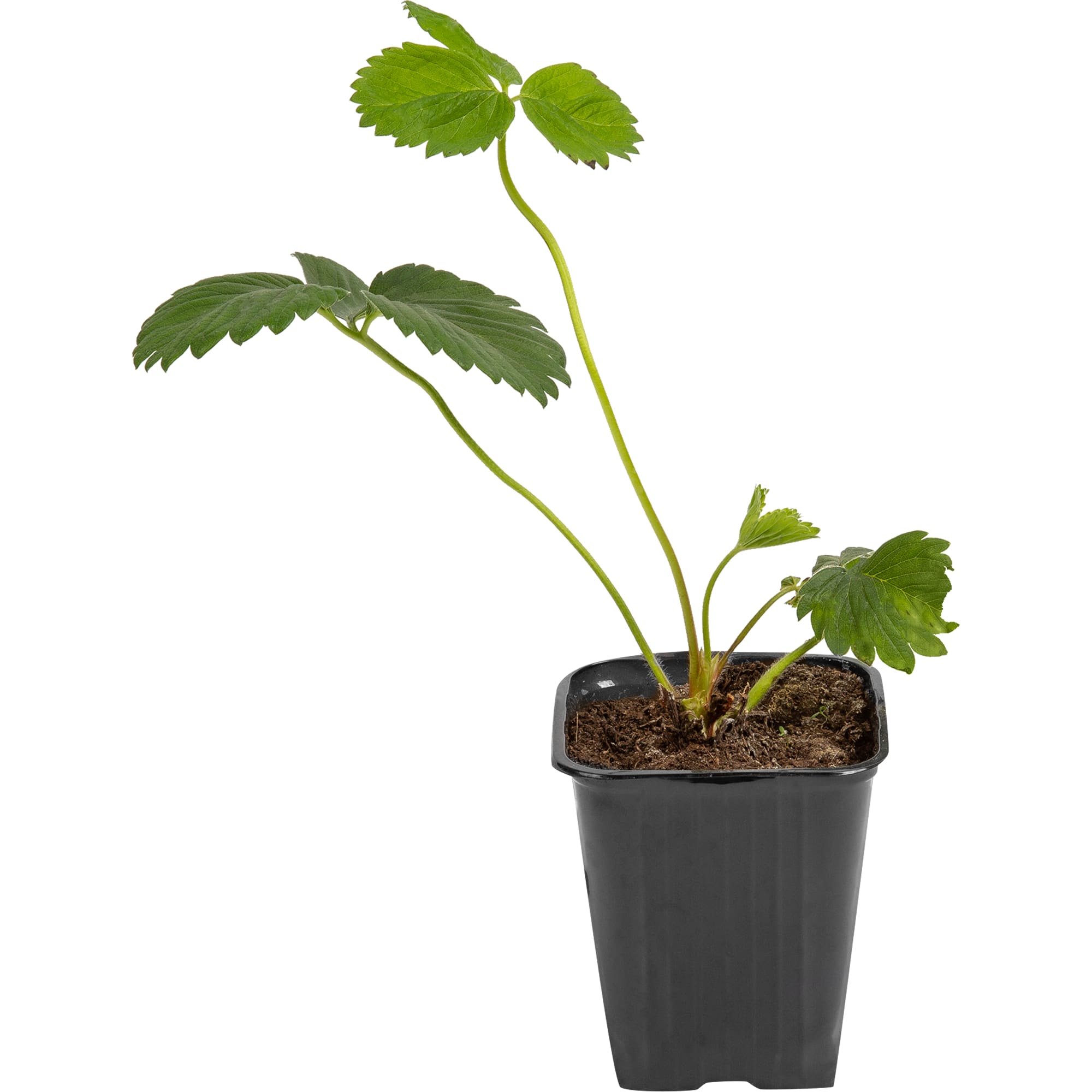 82250887 Земляника ремонтантная крупноплодная ранняя микс Santreyd 