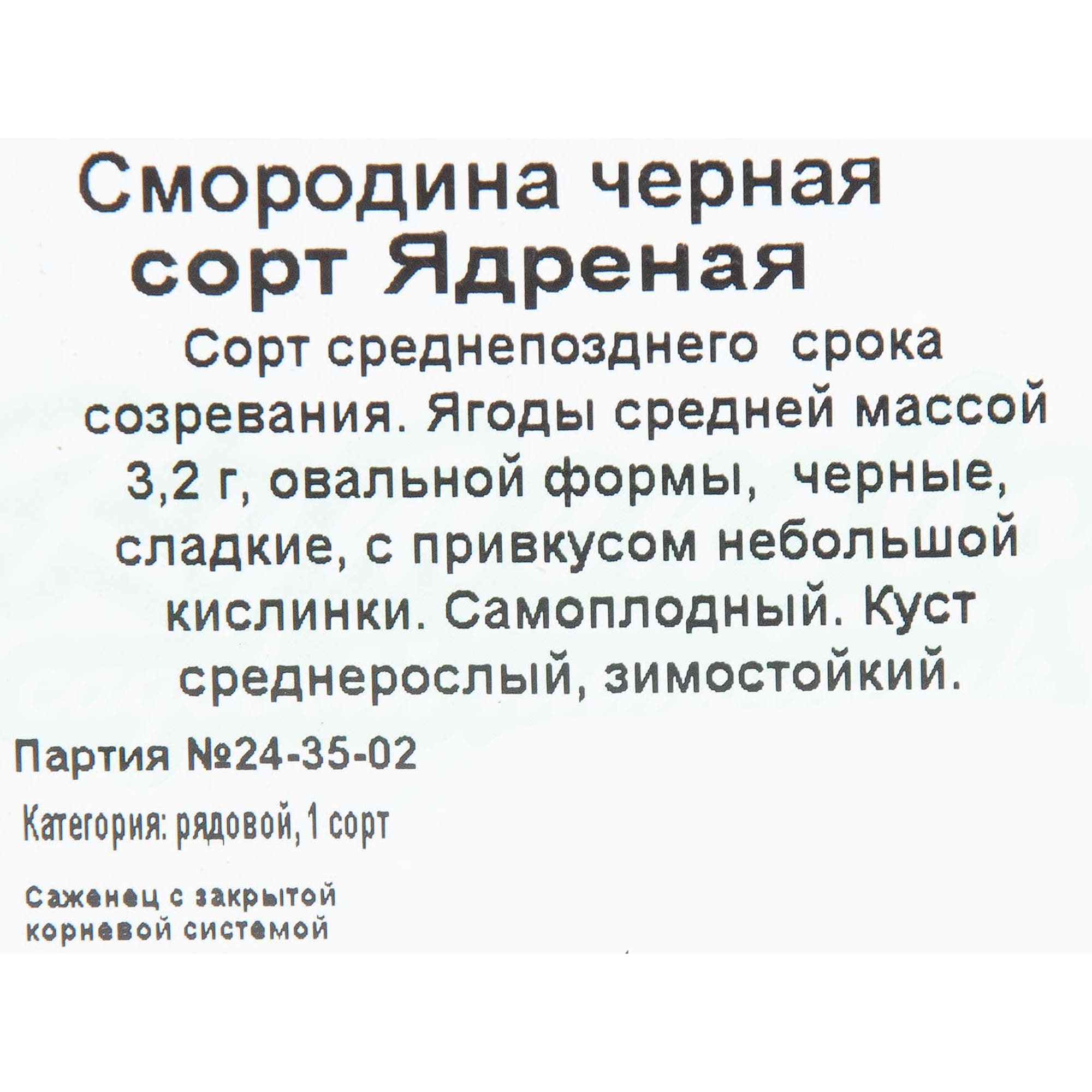 81954950 Смородина чёрная С2 «Ядрёная» h40 Santreyd  - Вид №1