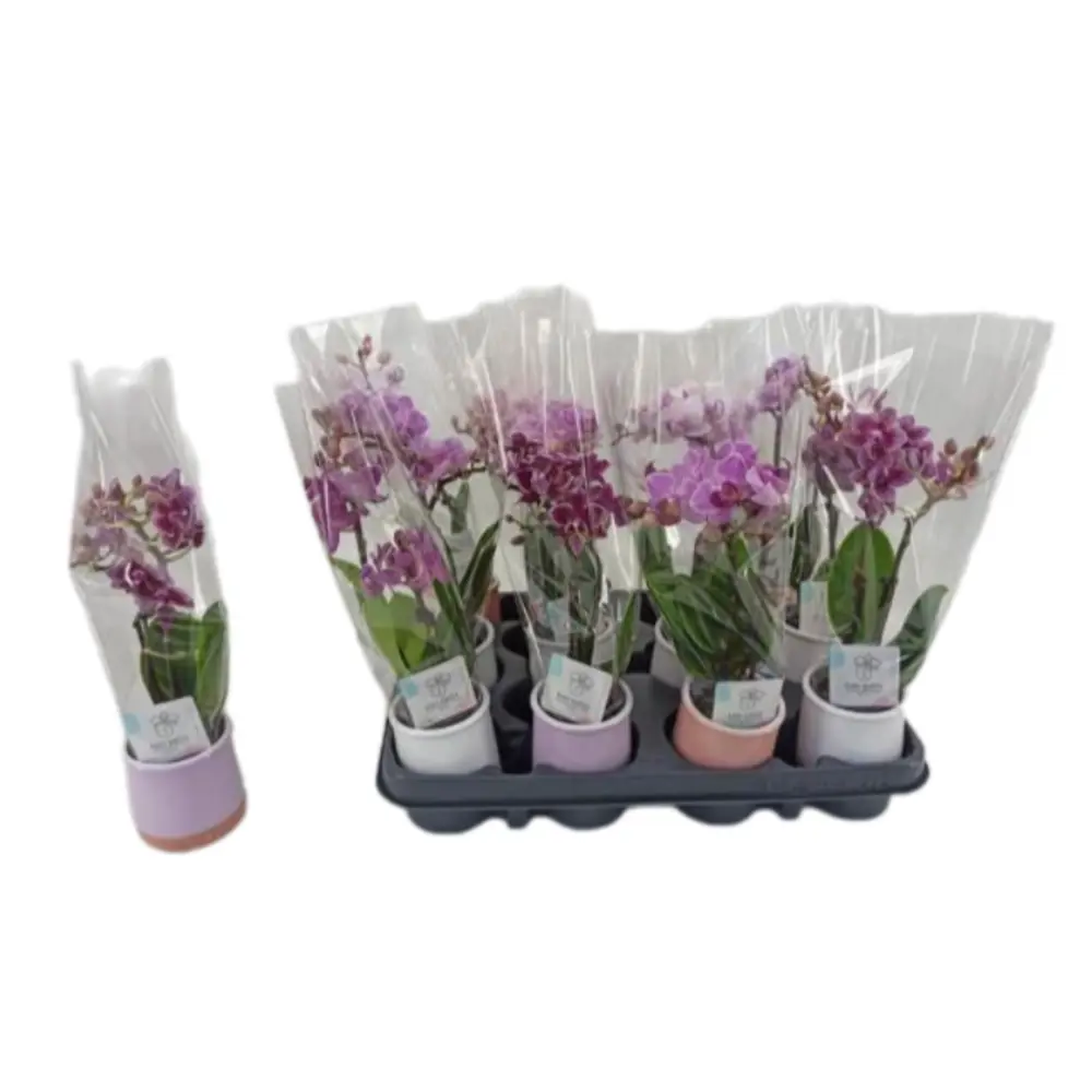 Орхидея Фаленопсис Микс в горшке ø6 см - изысканное цветущее растение 89412430 Santreyd STLM-1579272