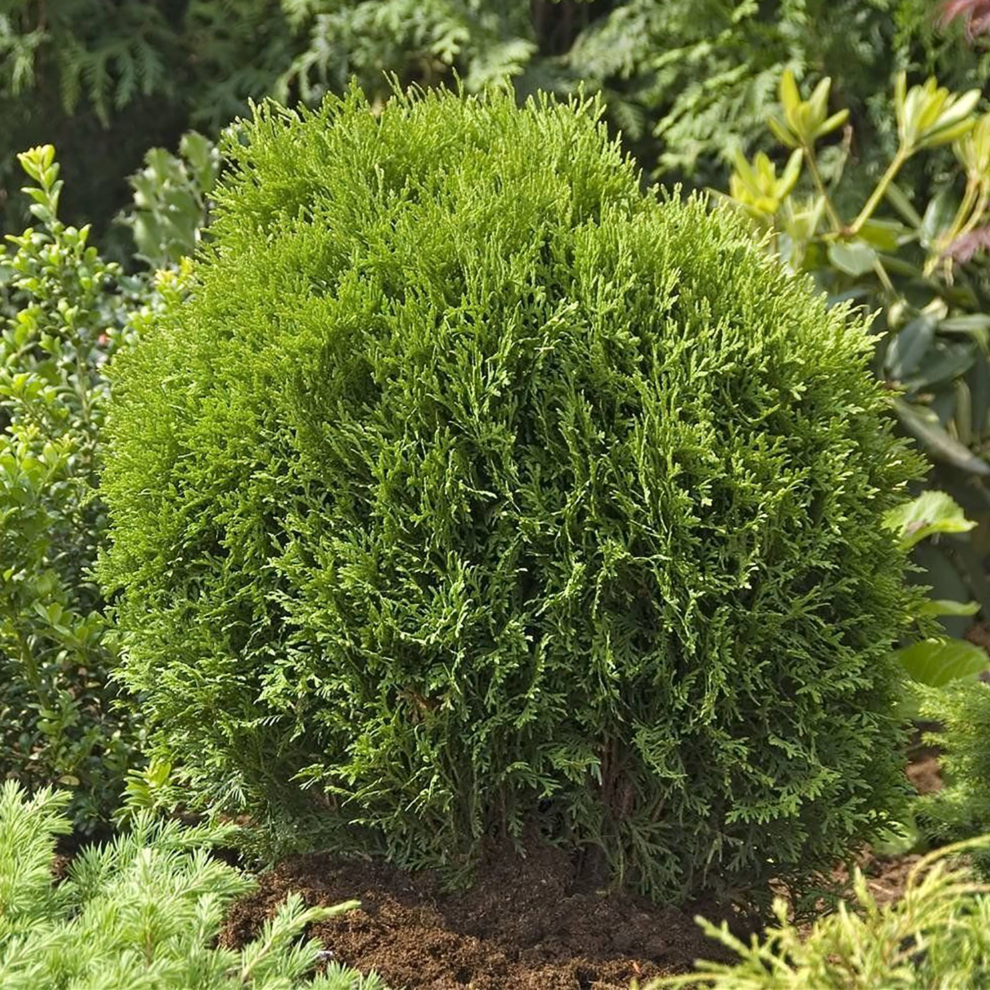 18470019 Туя западная «Тини Тим», С1/20-25 см Santreyd  - Вид №1