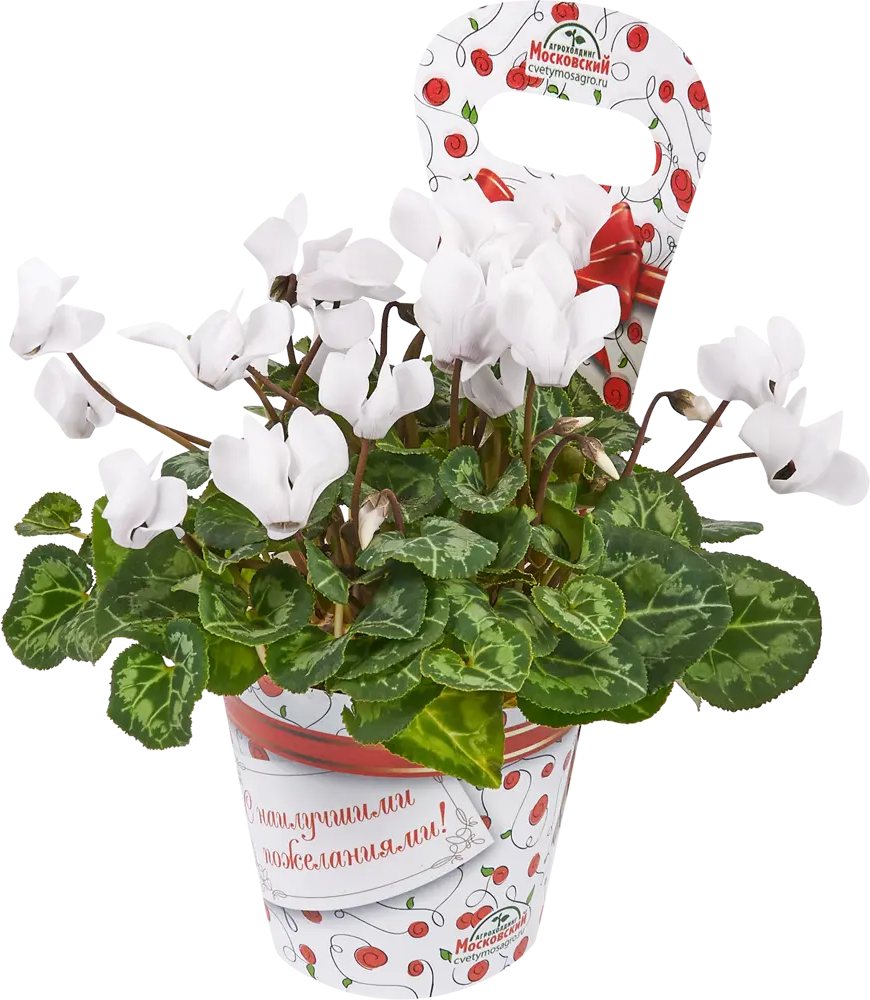 Цикламен Santreyd — изящный многолетник с серебристой листвой 18438828