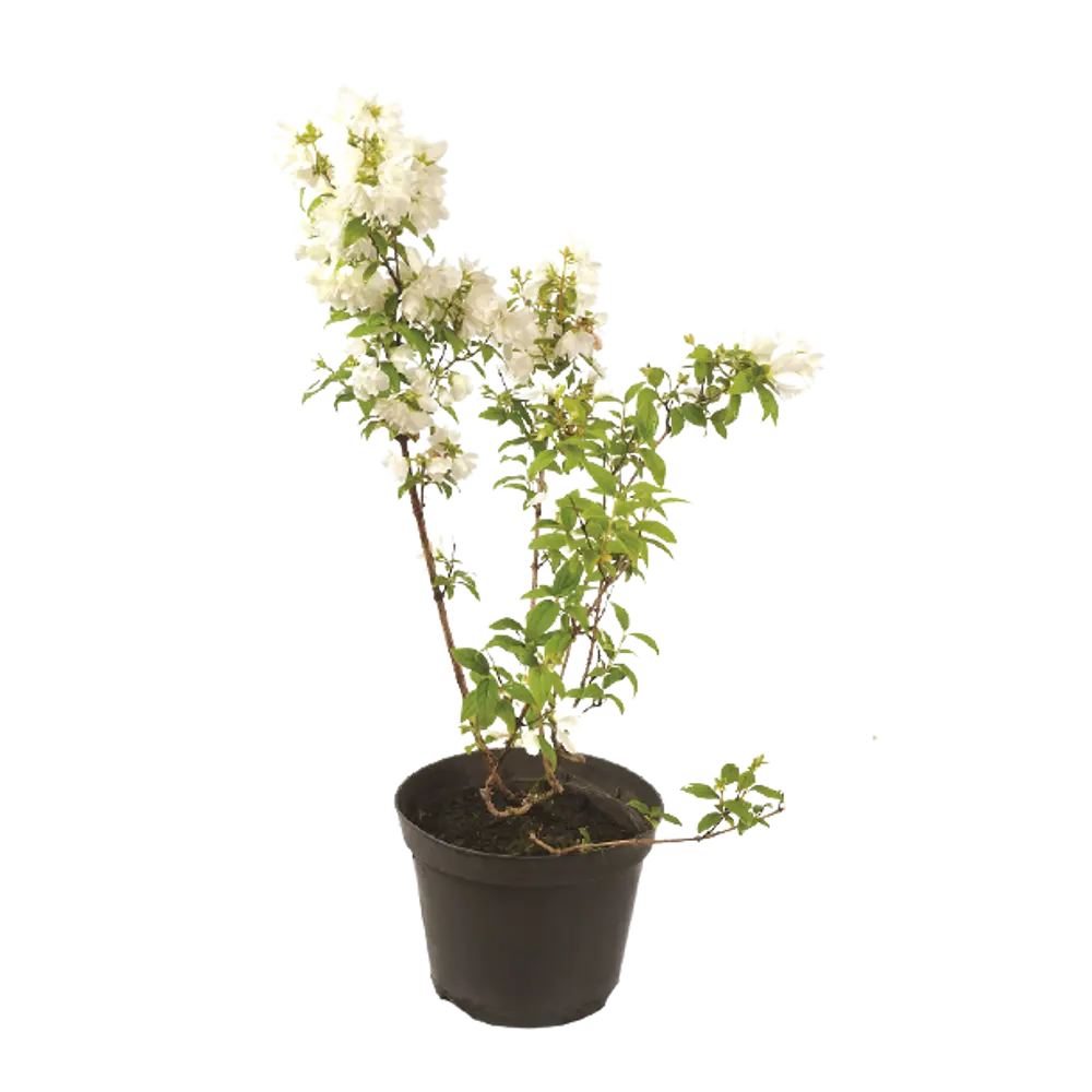 Чубушник Сноубель ø9 h15 см 84828747 STLM-2176056 PLANTMARKET 