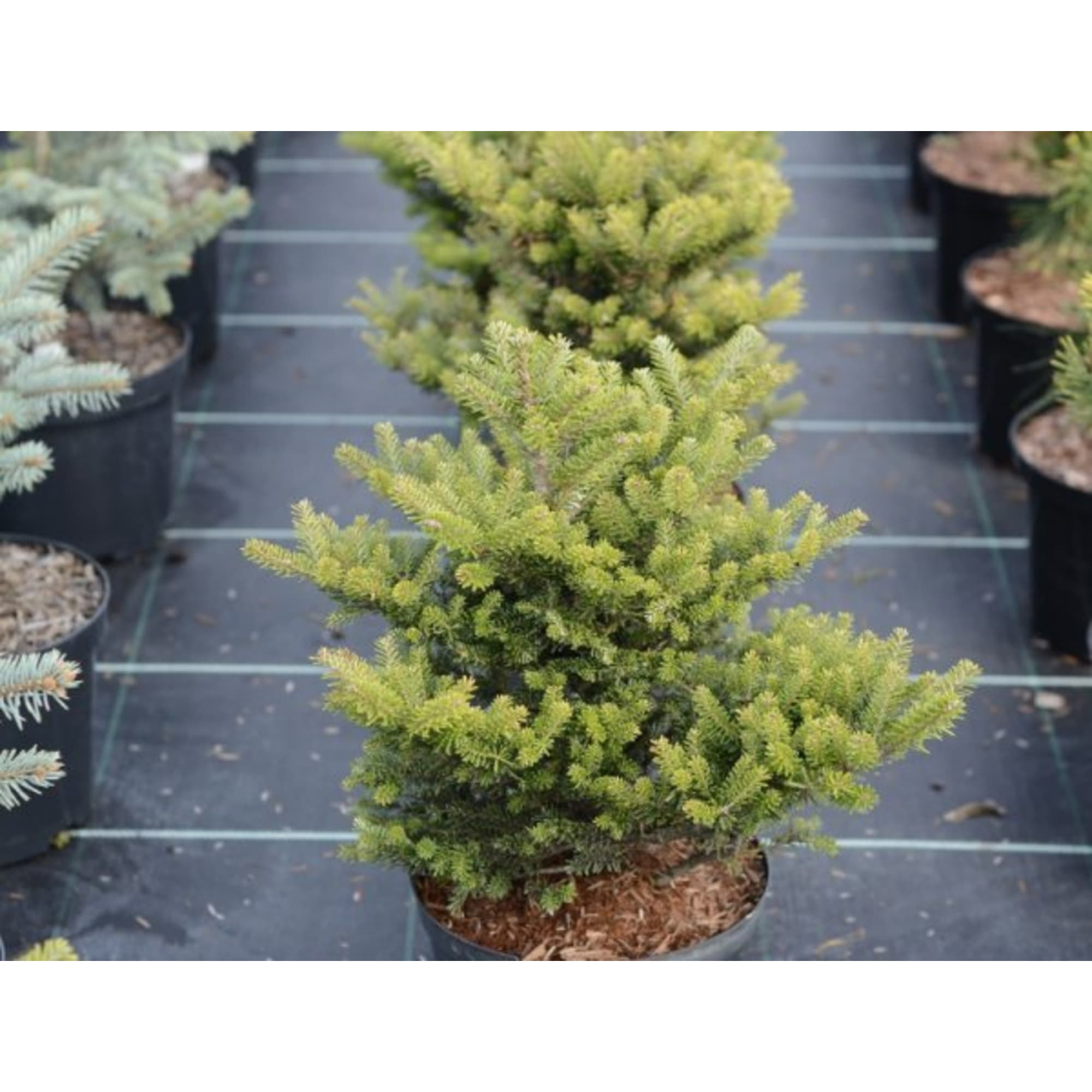 82176401 Пихта «Нордманниана» 2-3 л 20-30 см Santreyd  - Вид №2