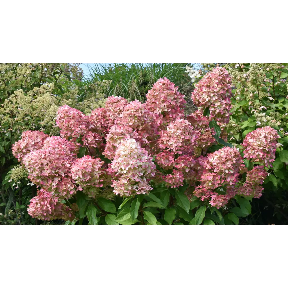 Гортензия метельчатая Граффити ø22 h30 см PLANTMARKET STLM-2158487