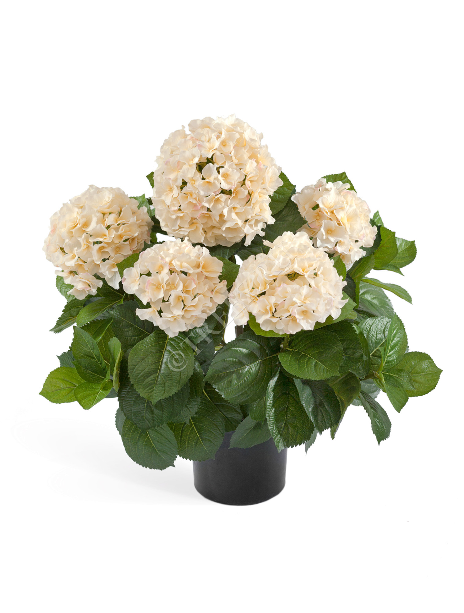 20.6252CR Гортензия куст большой крем-ваниль в горшке Цветочная коллекция 