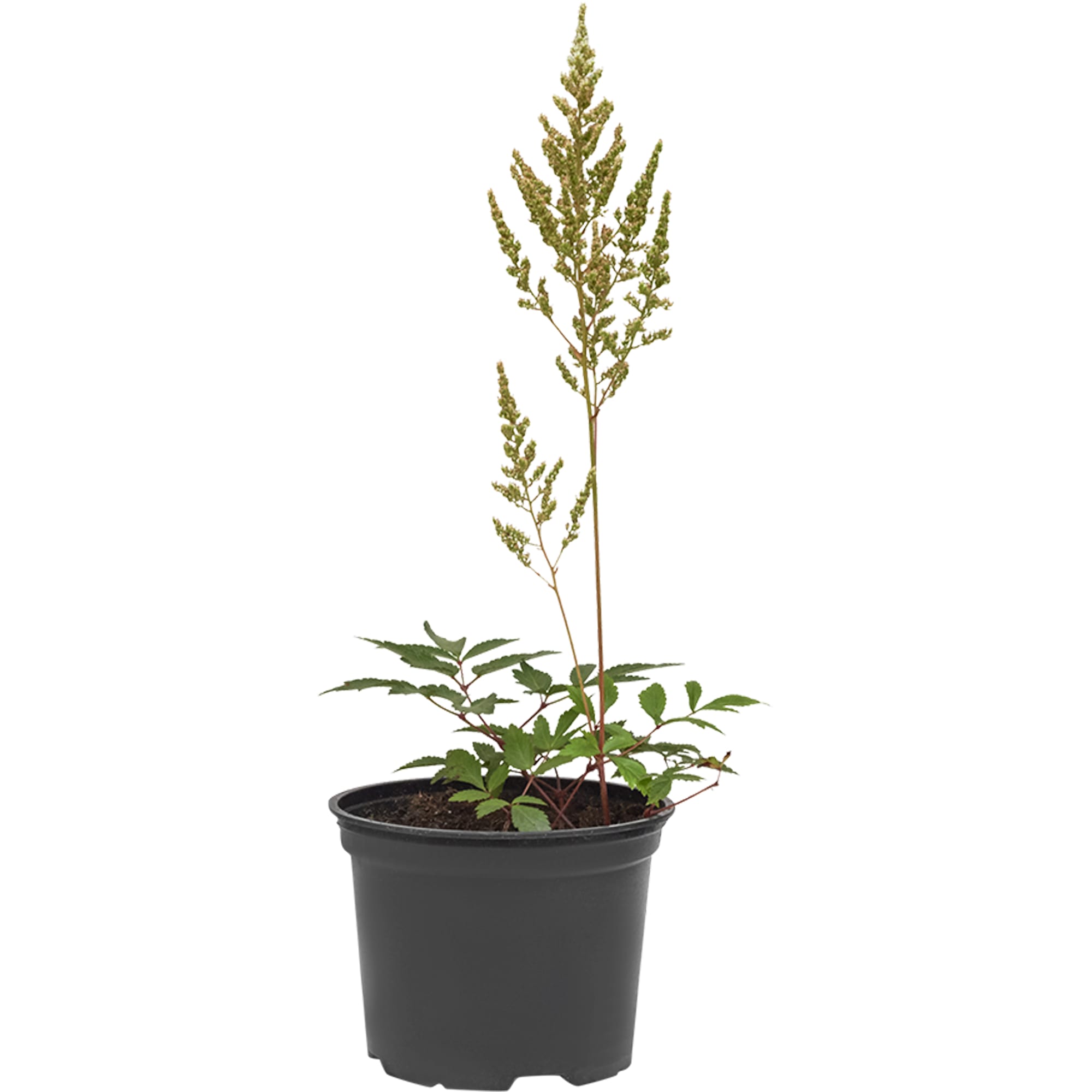 82219529 Астильба Арендса 1.5 л h15 см Santreyd 