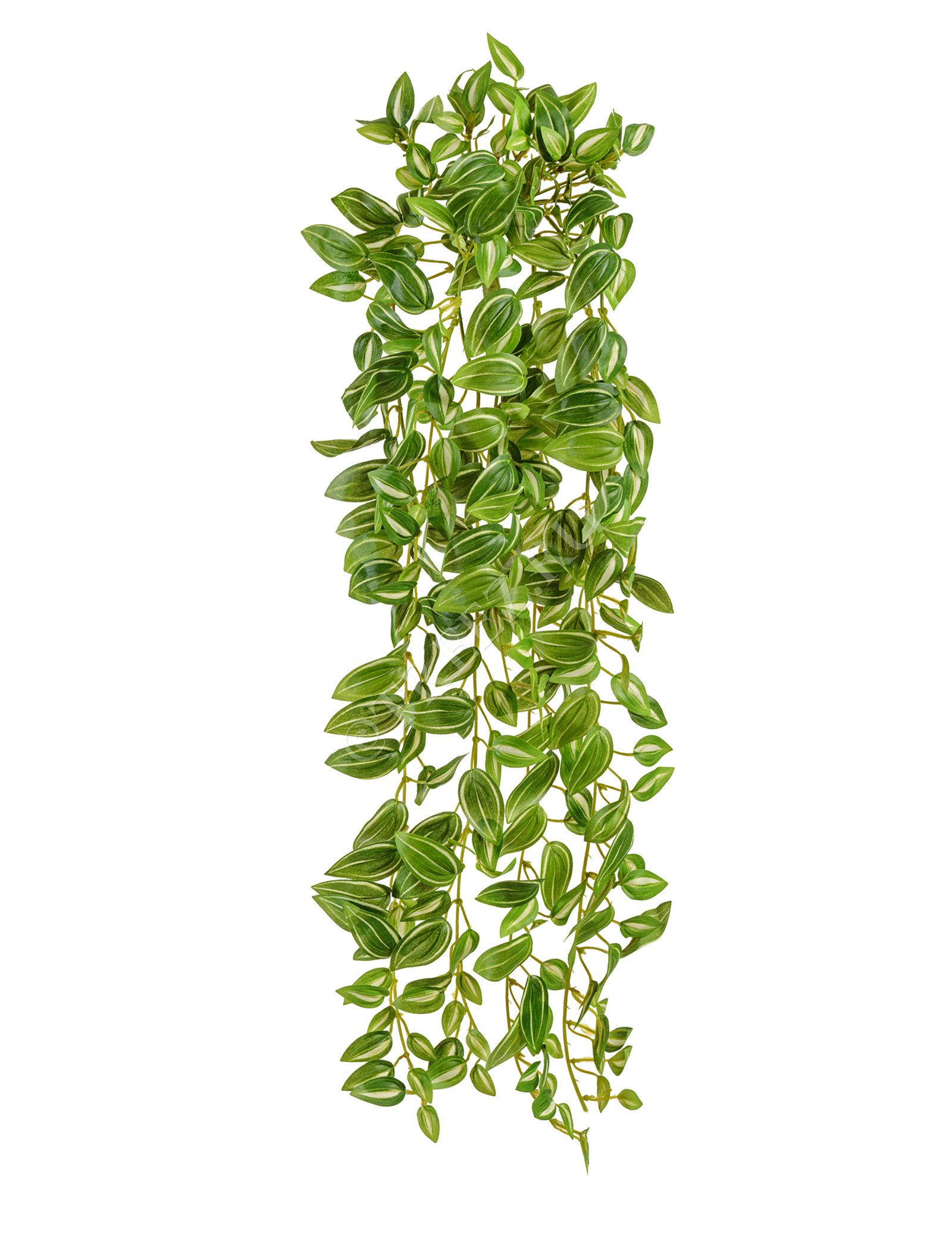 20.072133PGW-L Традесканция бело-зелёная (MDP) Цветочная коллекция  - Вид №2