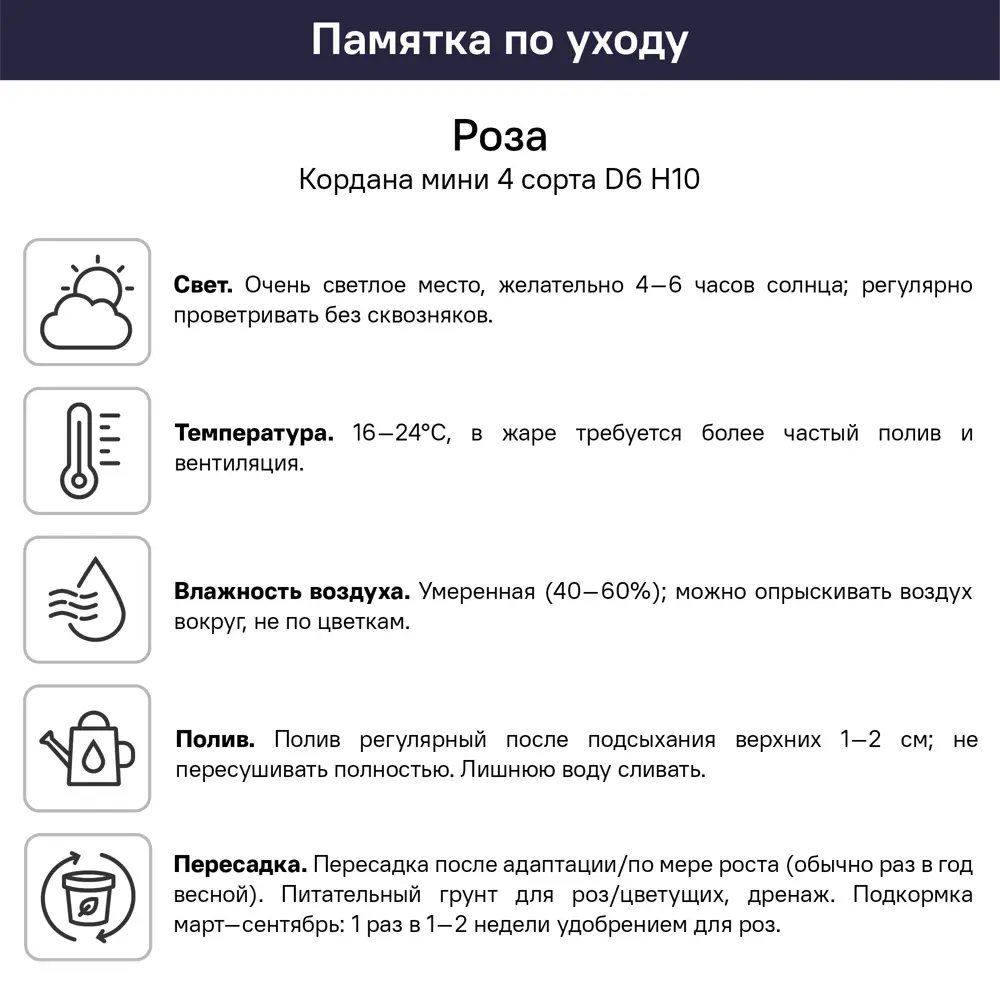 Роза Кордана Мини микс ø6 h10 см 89453356 STLM-2138757 Santreyd  - Вид №6