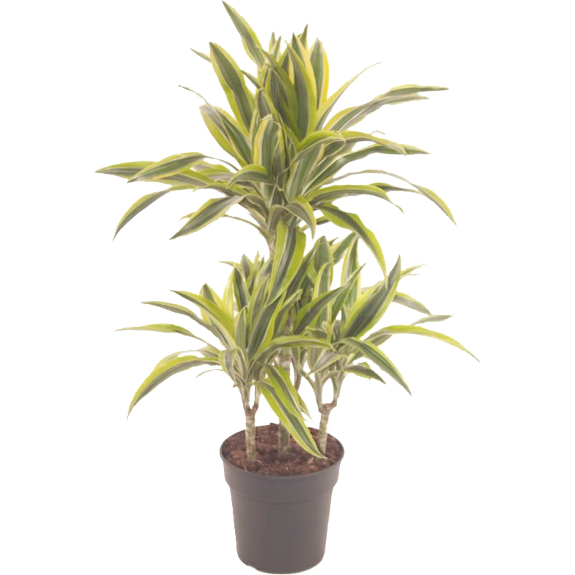 82892069 Драцена Лемон Лайм 21x100 см Santreyd 