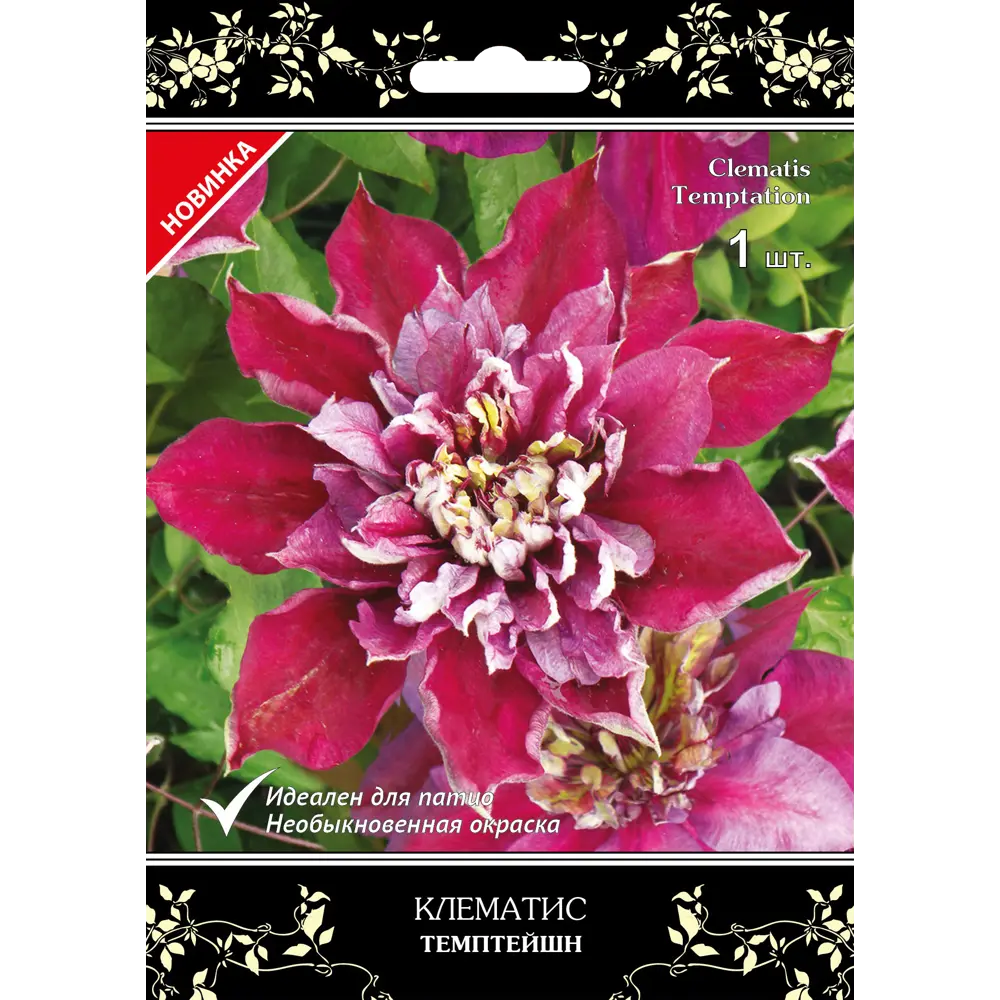 Клематис крупноцветковетковый Темптейшн в капере 82527459 STLM-2043778 Santreyd 