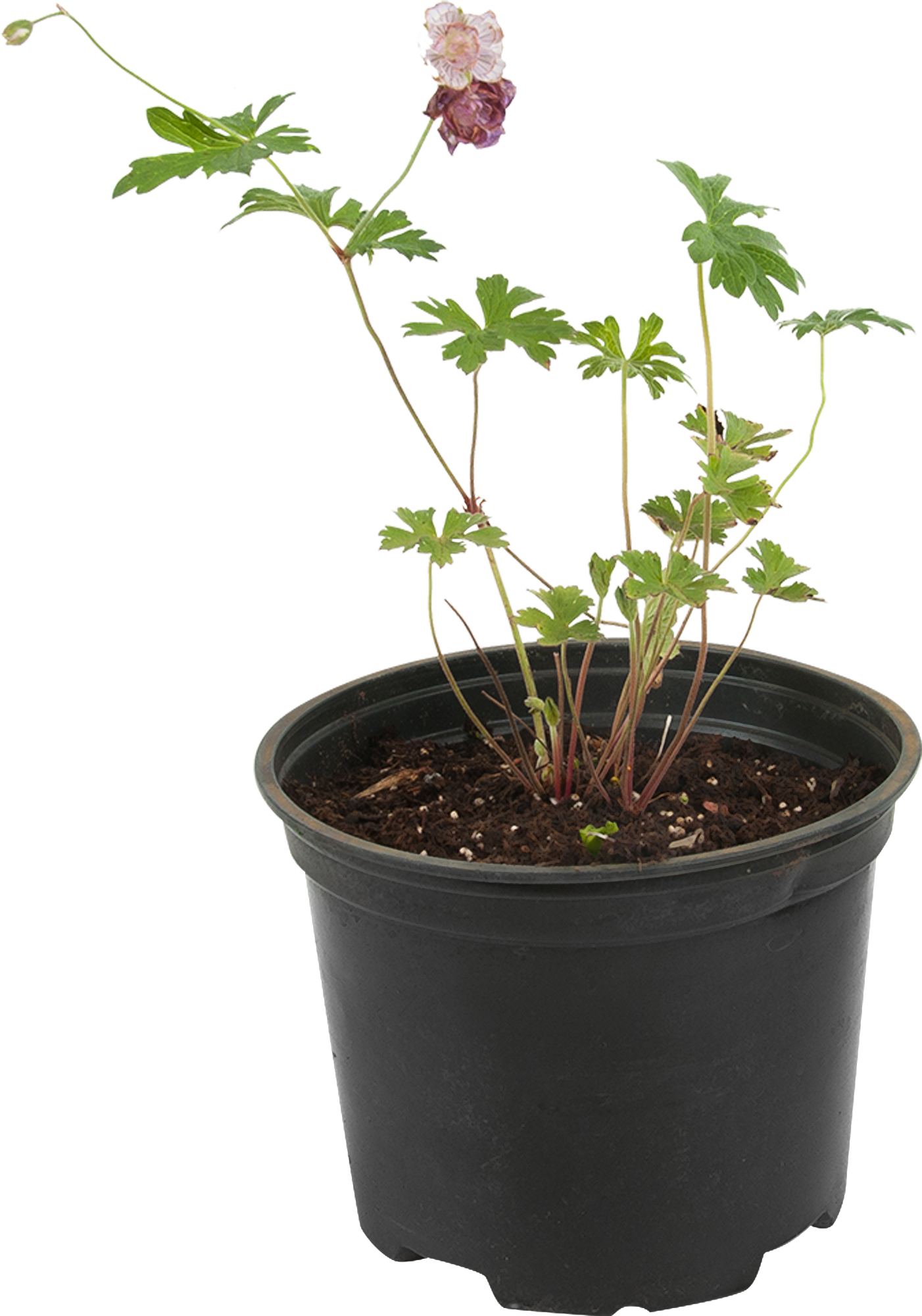 Герань Santreyd - пышное цветение с карминно-красными бутонами 82585335