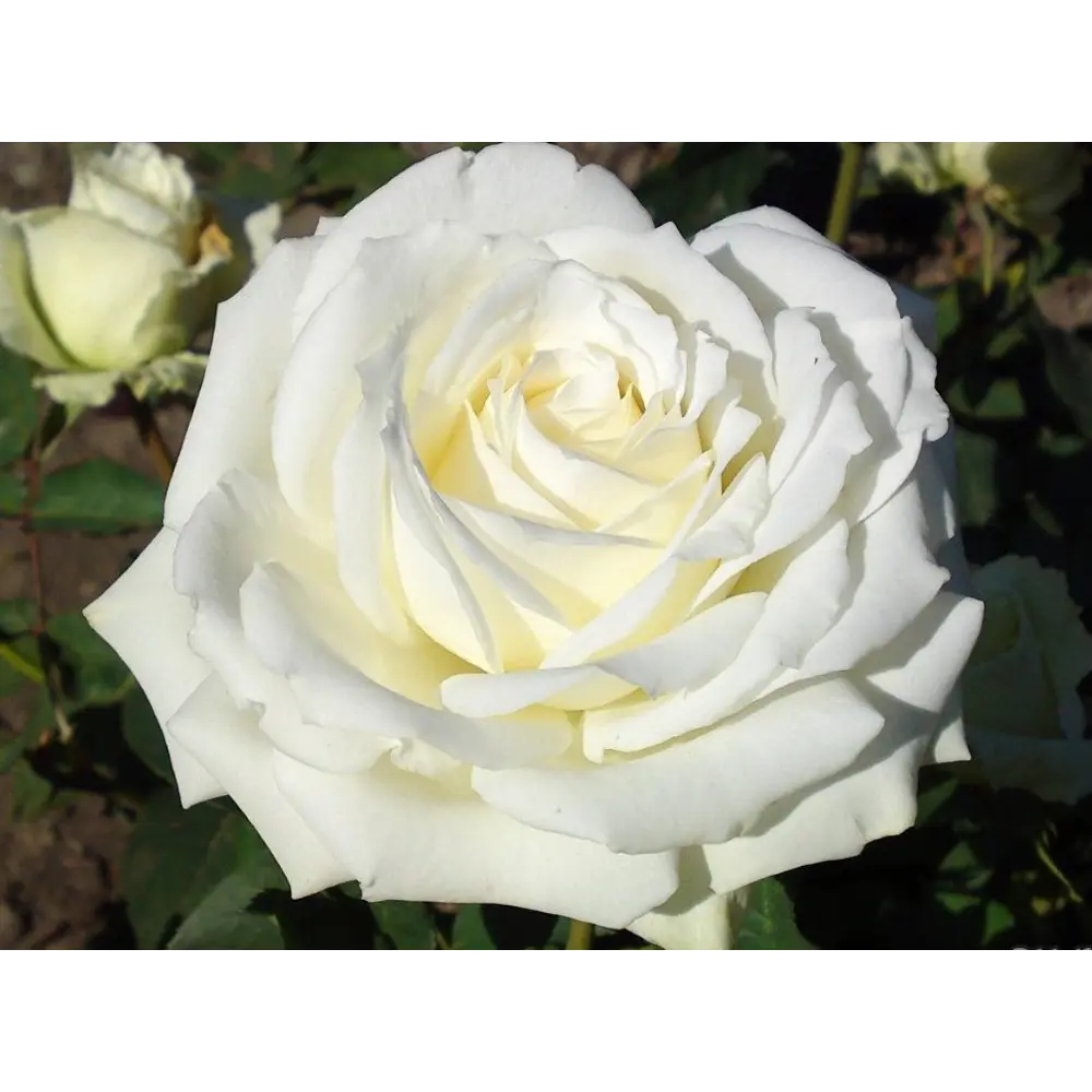 Роза чайно-гибридная Аваланж ø18 h40 см 89365237 STLM-2130072 PLANTMARKET 