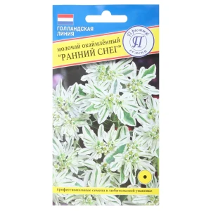 Молочай окаймленный «Ранний снег»