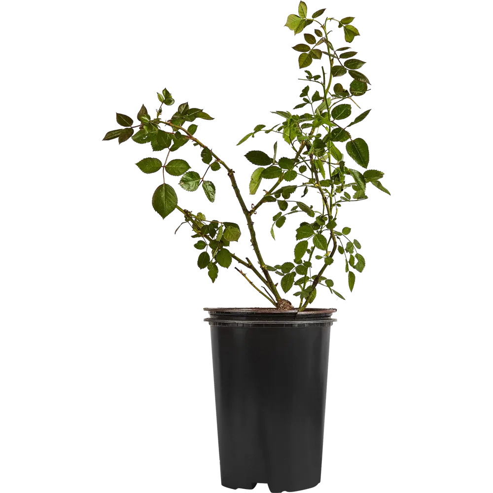 Роза плетистая Байкал ø19 h55 см PLANTMARKET STLM-2117246