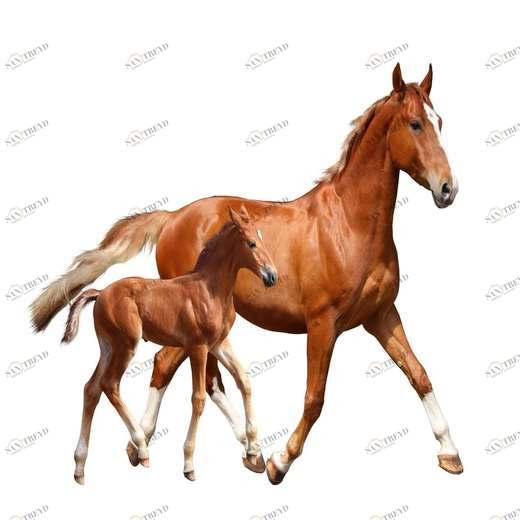 WP00536 Фотообои Verol Фотообои decoline 1х1 м