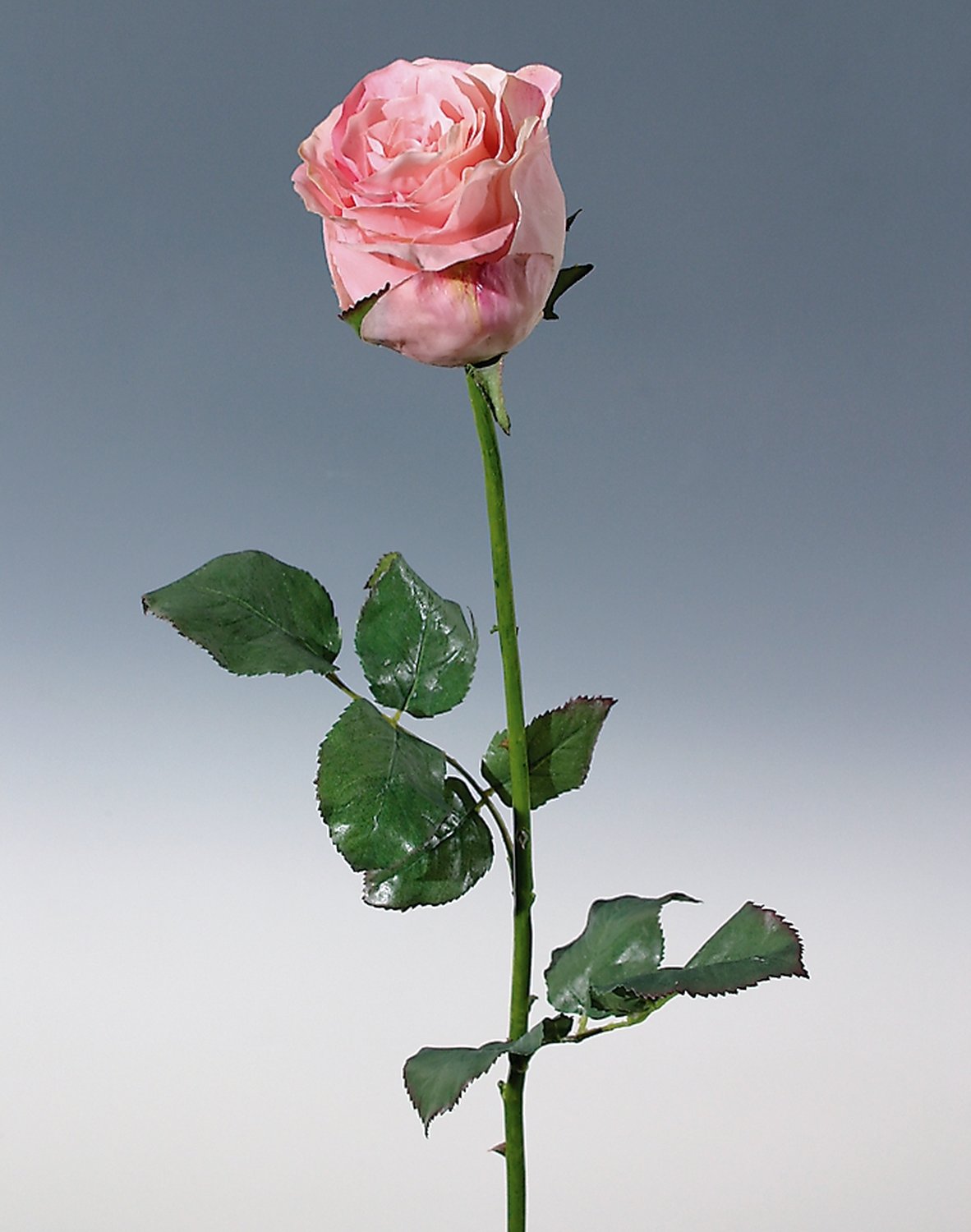 3256 510 a3 Роза искусственный цветок Duchesse, 85 см, розовая H-andreas 