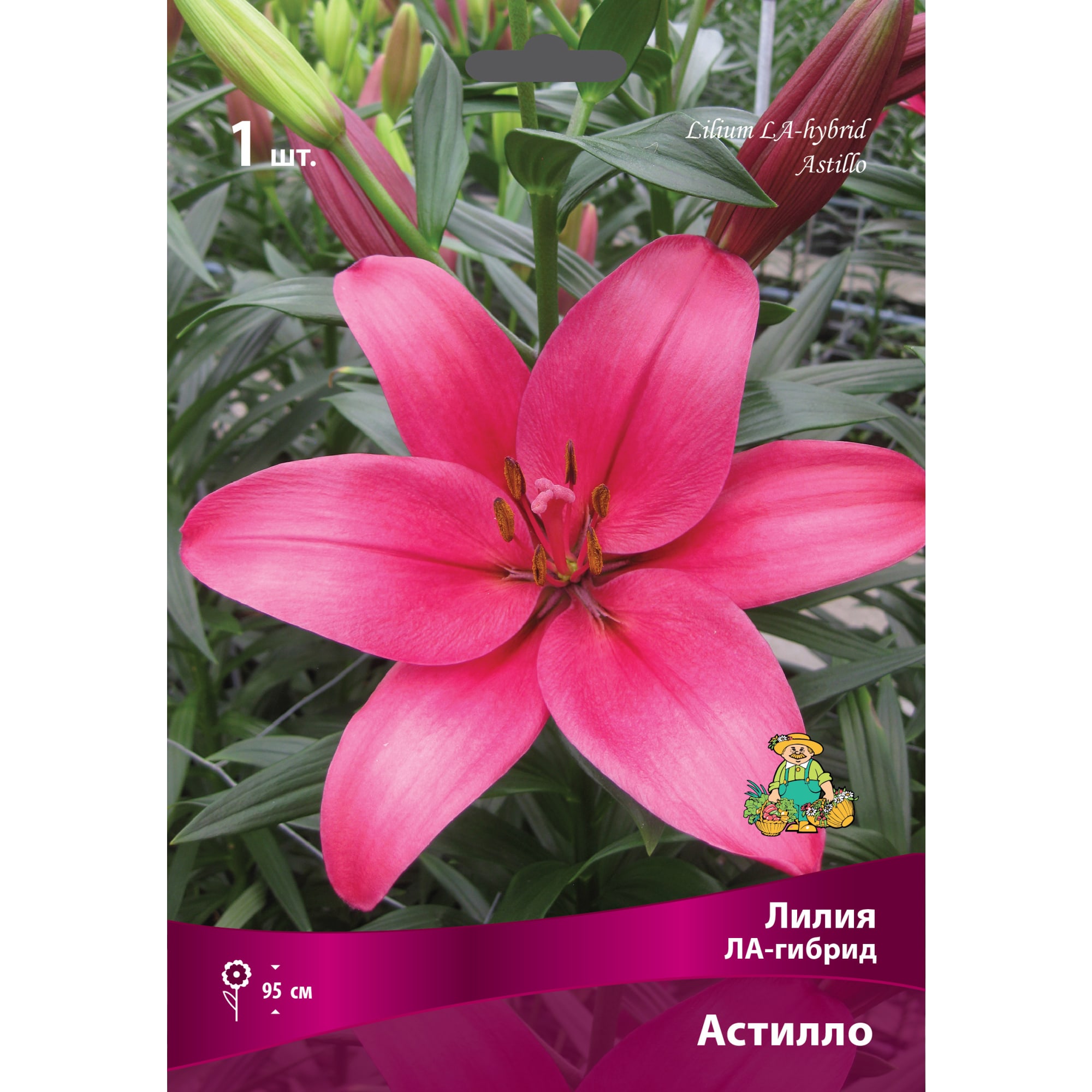 83597414 Лилии ЛА-гибриды Астилло луковица 16/18 Santreyd 