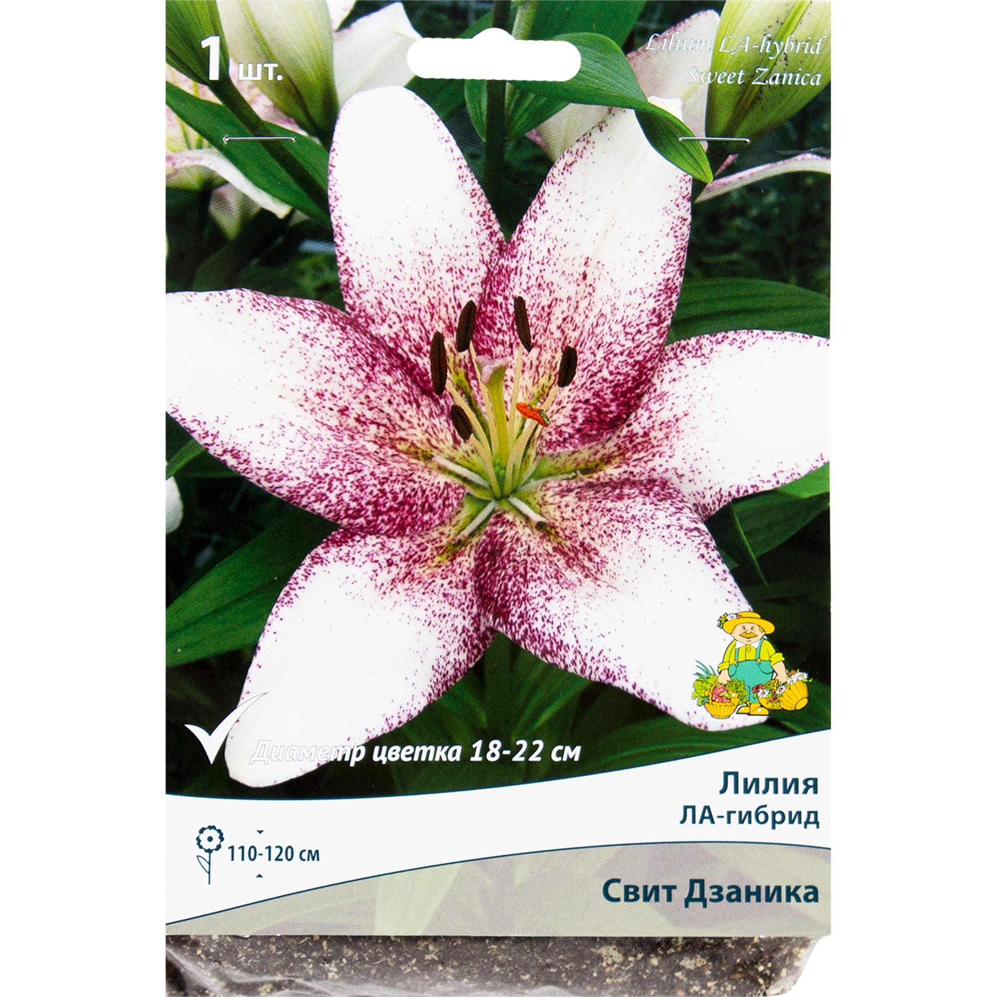 82319579 Лилия ЛА-гибрид «Свит Дзаника», размер луковицы 14/16 Santreyd 