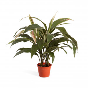 2000983229519 Кордилина в горшке 50 см COSMO RED