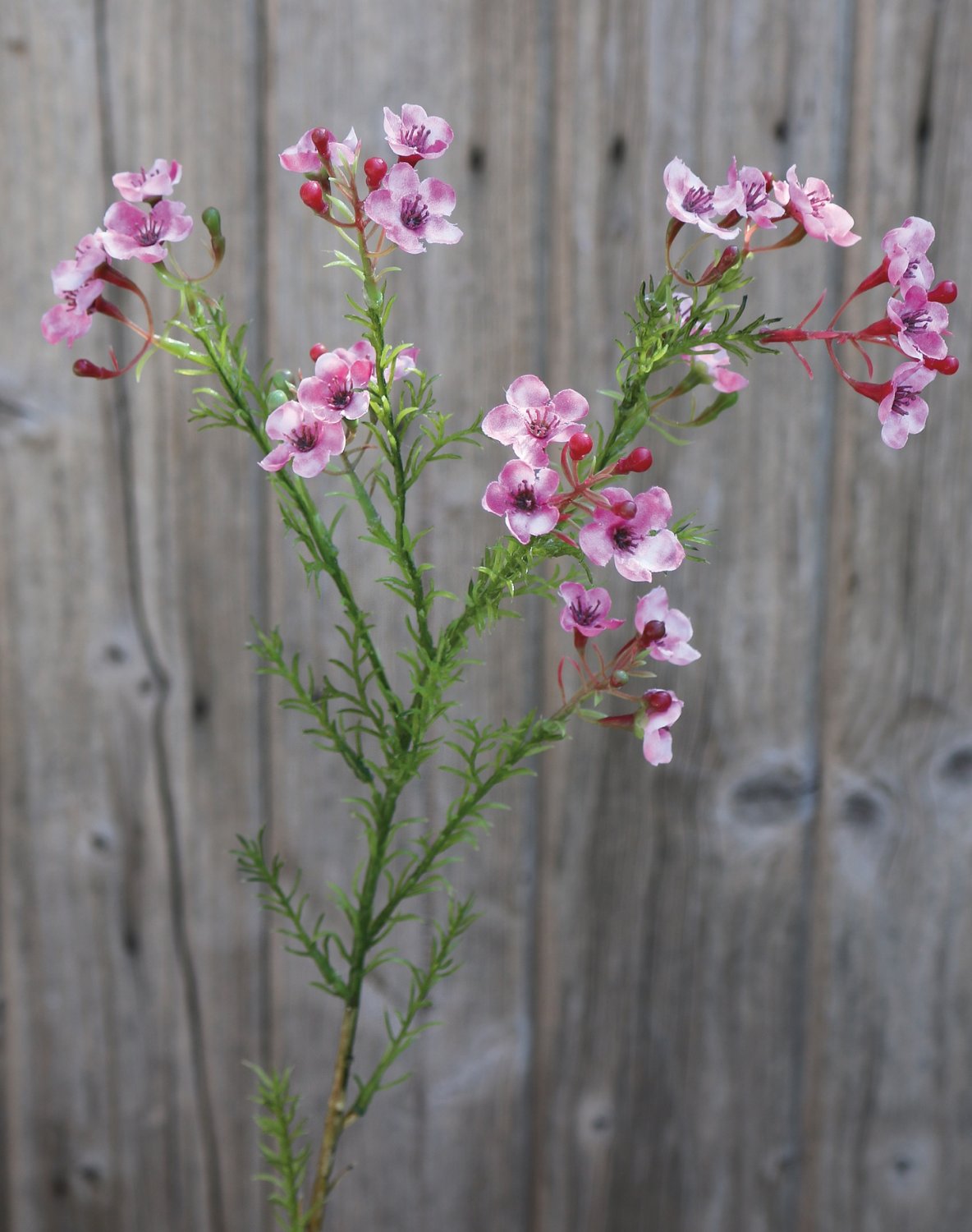 2021 515 a3 Растение из искусственного воска, 65 см, розовое H-andreas 