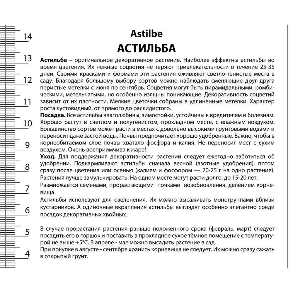 Астильба японская Рок Энд Ролл - корневище многолетнего растения 89433473 ПОИСК STLM-1583658 - Вид №1
