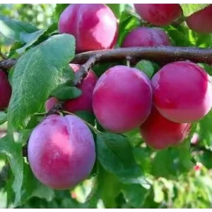 Алыча Кубанская комета пакет