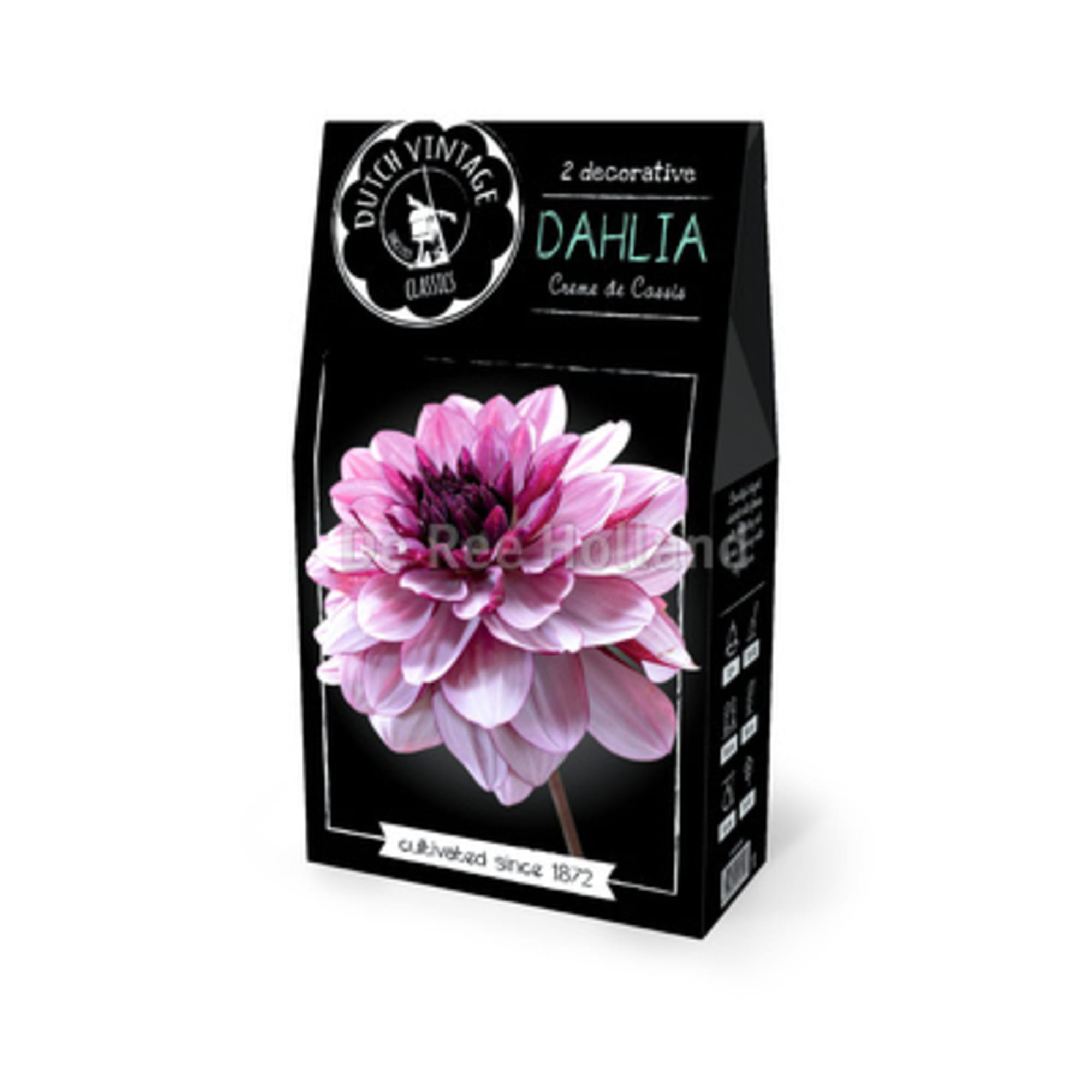 83783710 Георгина декоративная Бюджет Крем Де Кассис луковица I Santreyd 