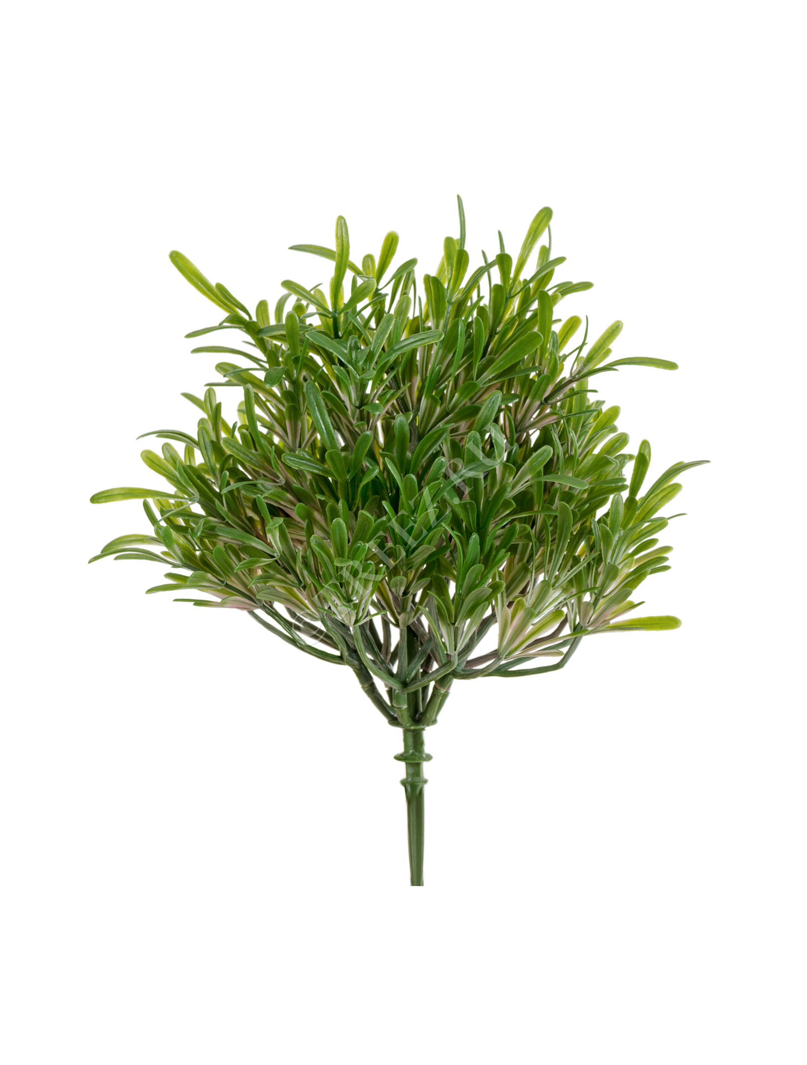 20.0219067GPN Трава Розмари Фэт куст (2 размера) Цветочная коллекция  - Вид №1