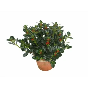 Santreyd Нематантус в кашпо с длинными цветущими стеблями 83248508