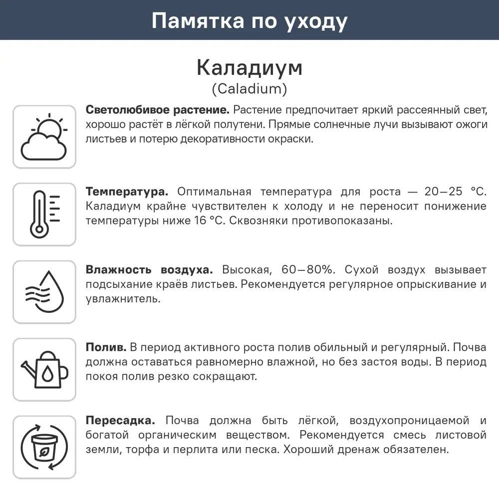 Каладиум Яблочный цветок ø10.5 h25 см 89447109 STLM-2110589 ГОРКУНОВ  - Вид №2