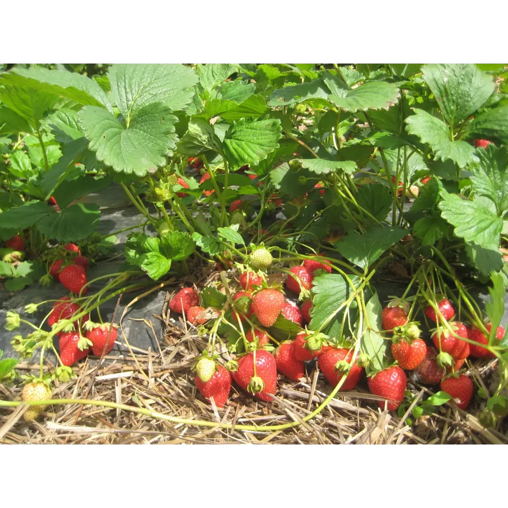 Земляника садовая Кабрилло ø9 h20 см 87691191 STLM-2145725 PLANTMARKET 