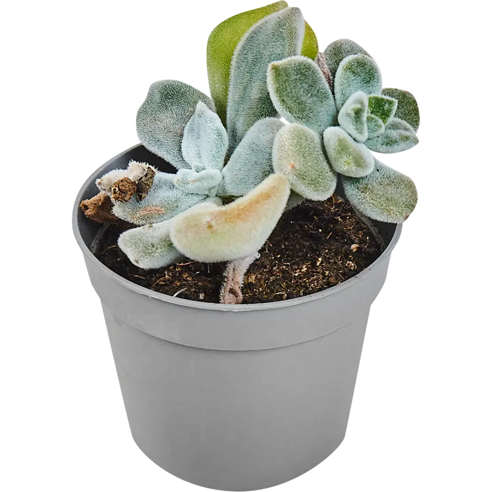 Santreyd Суккулент микс — живой декор для интерьера 82894901 STLM-0037679 - Вид №6