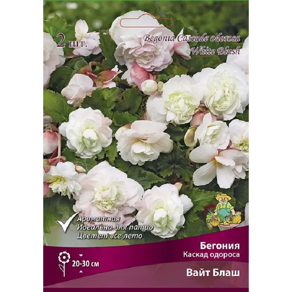 Бегония каскадная Одороса Вайт Блаш, 2 шт ПОИСК STLM-2132030