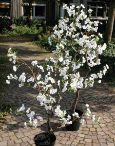 5501 778 a3 Пластиковая груша в горшке, 160 см, бежево-белая H-andreas