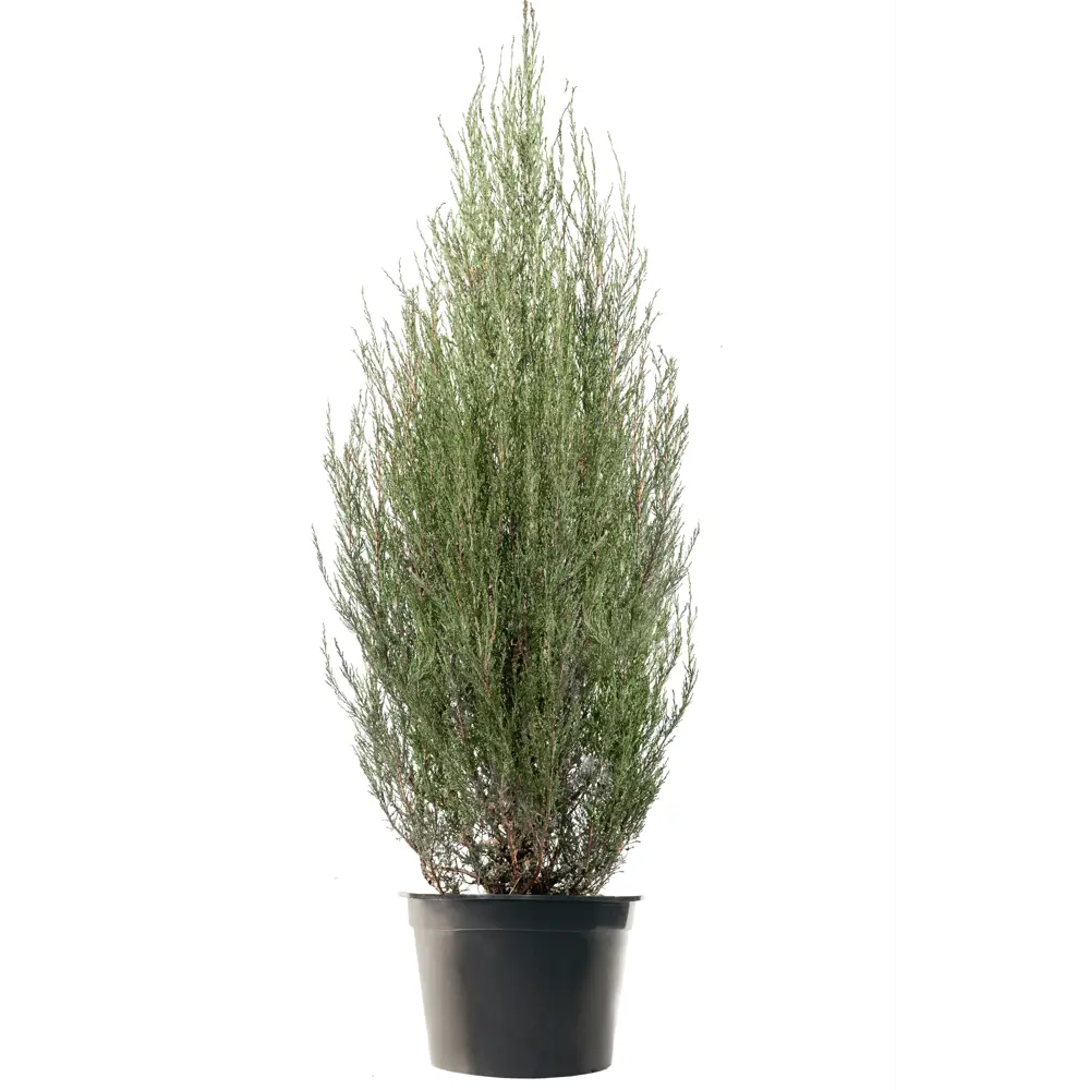 Можжевельник скальный Фишт ø50 h160 см ГАВРИШ STLM-2207812