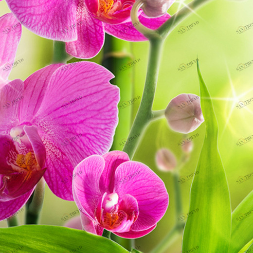 B1-095 Фотообои DIVINO Collection B 2.7х1 м B1095