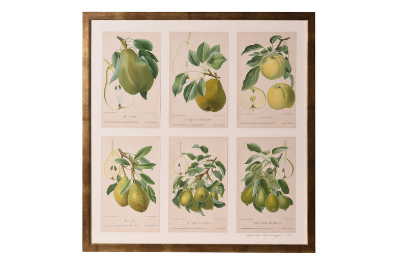 PIRS0048 Набор Яблочно-Грушевых Хромосов ijlbrown 