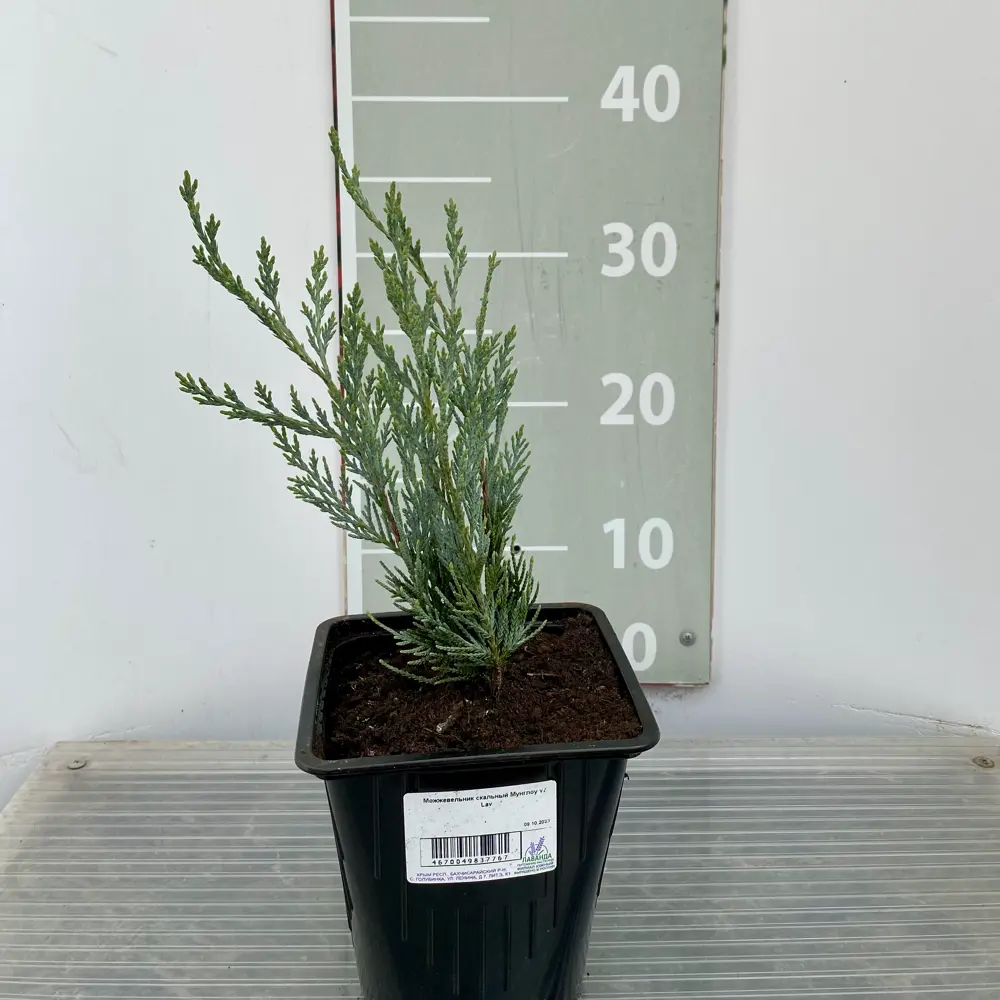 Santreyd Можжевельник скальный Мунглоу - серебристо-голубая вертикальная хвоя 89366436