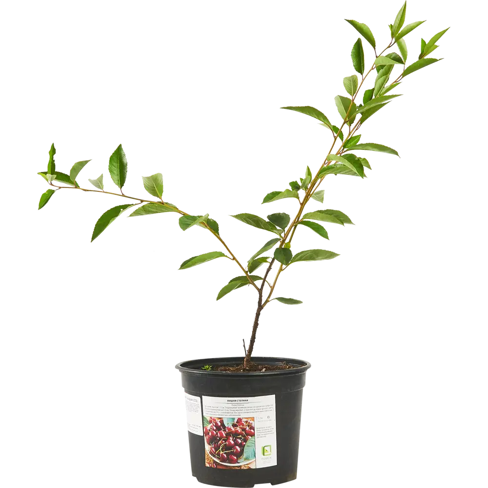 Santreyd Вишня степная - саженец с высокой урожайностью 87811896 STLM-0963470 - Вид №1