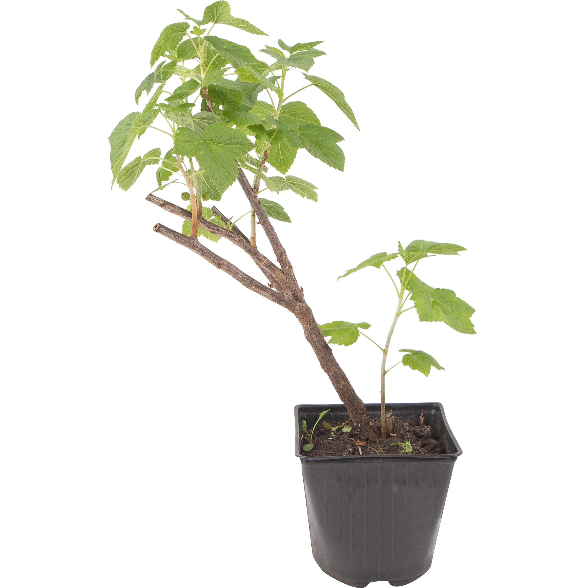 82597121 Смородина чёрная «Загадка» C2 высота 40 см Santreyd 