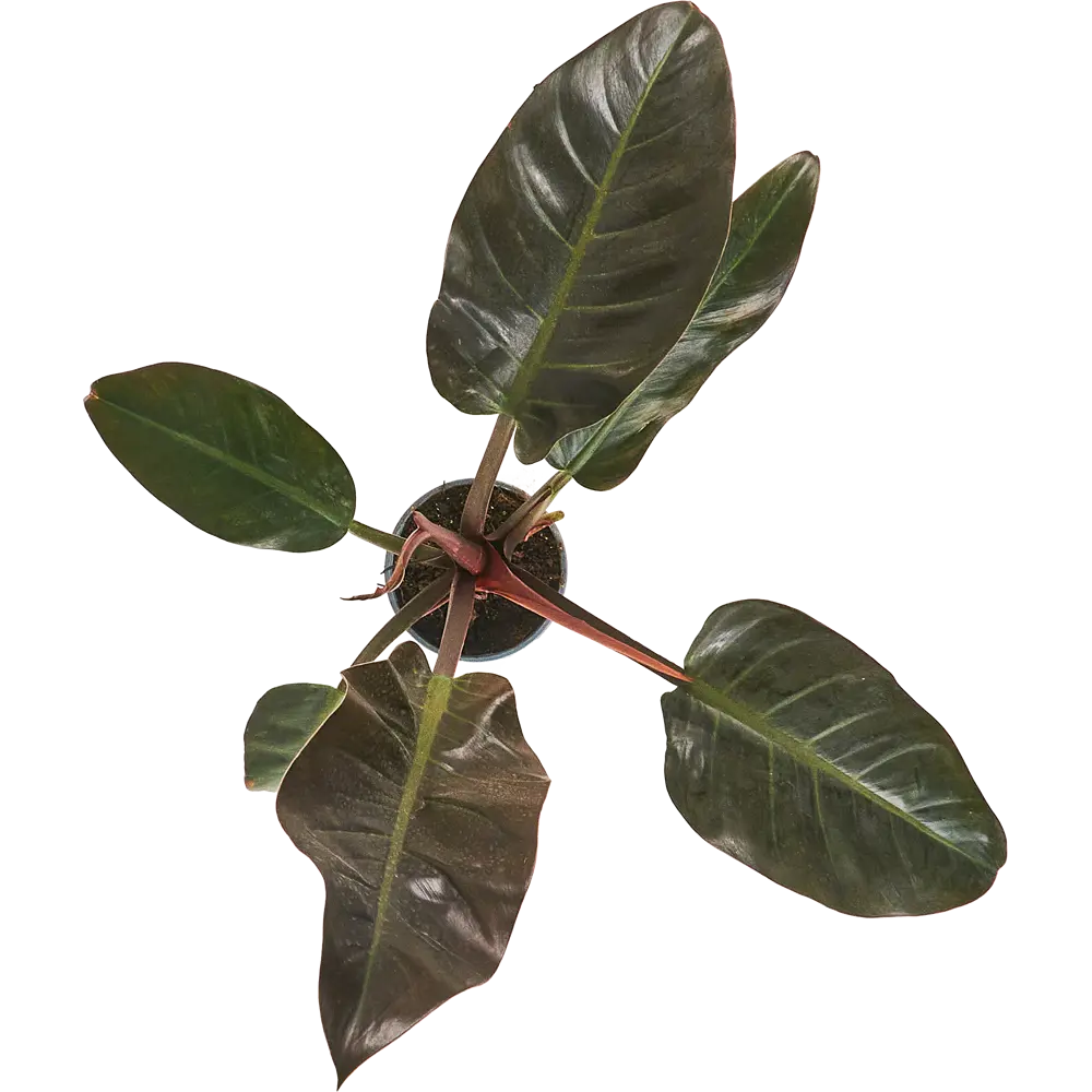 Филодендрон микс Santreyd — комнатное растение с декоративной листвой 87819631 STLM-1529648 - Вид №2