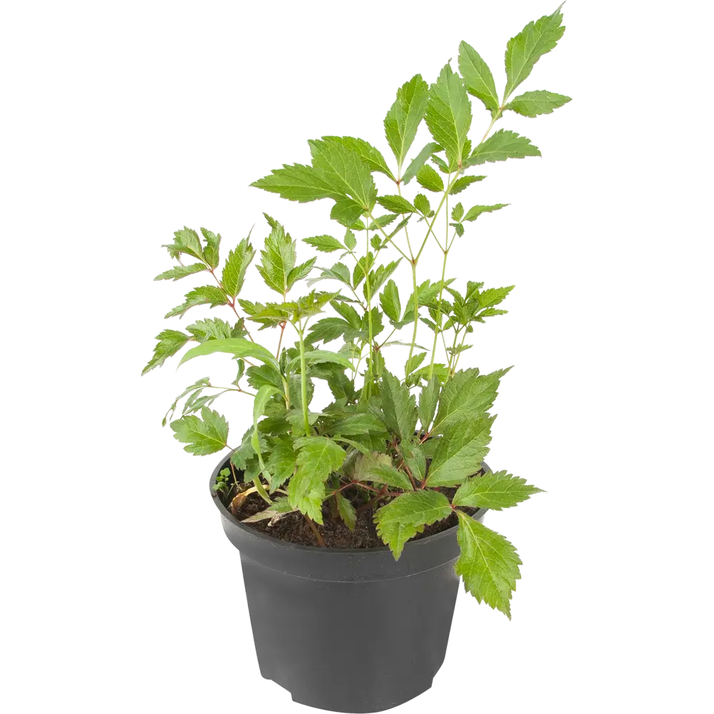 Астильба «Европа» 15x45 см 82625222 STLM-2160041 PLANTMARKET 