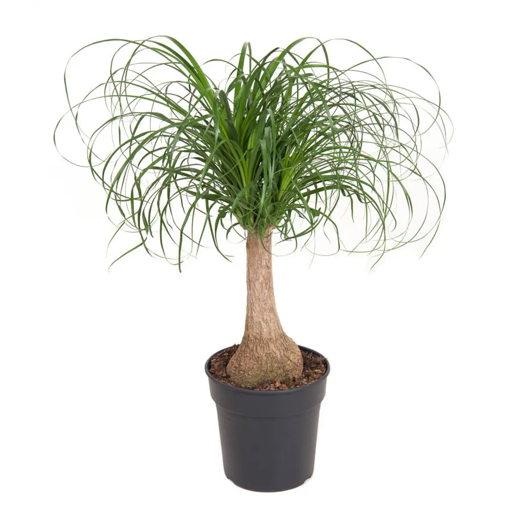 Santreyd Нолина Бокарнея 'Конский хвост' - комнатное растение с изящными листьями 87819683 STLM-0950417